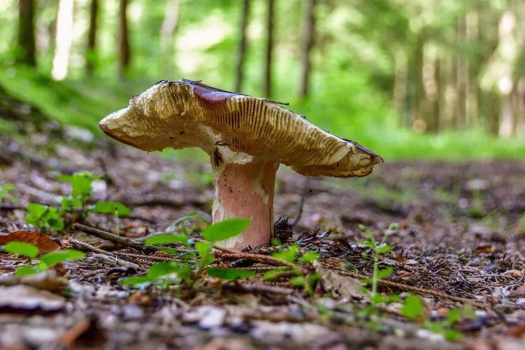 Gdzie na grzyby z noclegiem? Odkryj najlepsze miejsca w Pomorzu