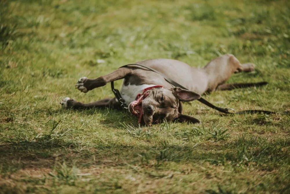 Mam psa i co teraz hotel – sprawdź, co oferuje najlepszy hotel w Poznaniu